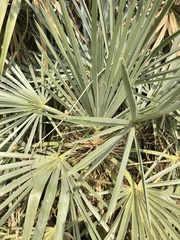 Trithrinax campestris