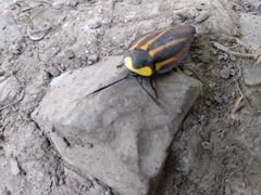 Rochaina mexicana