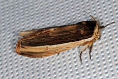 Truncaptera truncata