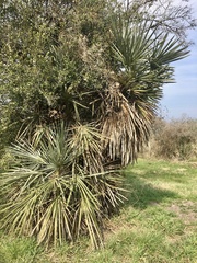 Trithrinax campestris