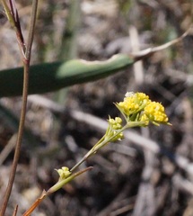 Bupleurum brachiatum