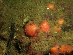 Dendrodoa grossularia