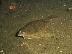 Limanda limanda