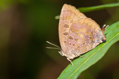 Arhopala bazalus (Hewitson, 1862)