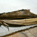 Truncaptera truncata - Photo (c) Bernard DUPONT, some rights reserved (CC BY-SA)