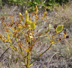 Ferulago galbanifera