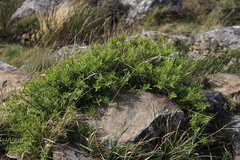 Veronica strictissima