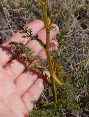 Ferulago galbanifera