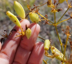 Ferulago galbanifera