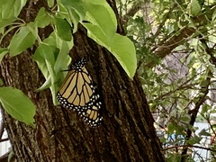 Danaus plexippus