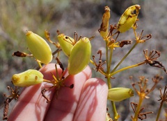 Ferulago galbanifera