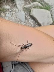 Monochamus marmorator