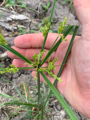 Cyperus iria