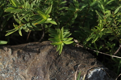 Veronica strictissima