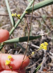 Bupleurum brachiatum