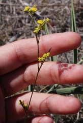 Bupleurum brachiatum