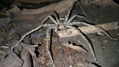 Cupiennius coccineus