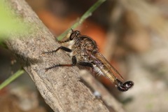 Efferia nemoralis