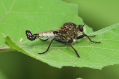 Efferia nemoralis
