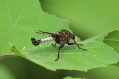 Efferia nemoralis