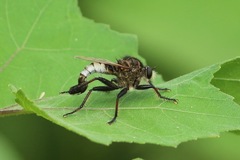 Efferia nemoralis