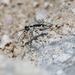 California Tiger Beetle - Photo (c) Will Richardson, some rights reserved (CC BY-NC), uploaded by Will Richardson