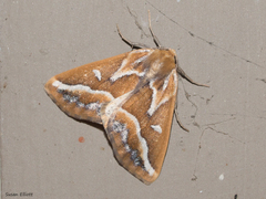 Caripeta angustiorata