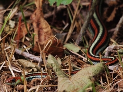 Thamnophis sirtalis tetrataenia