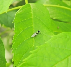 Prosopochrysa vitripennis