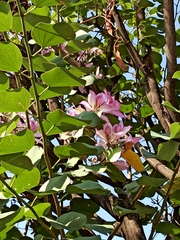 Bauhinia