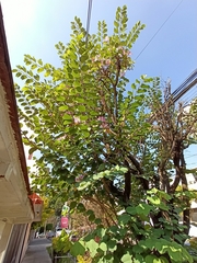 Bauhinia