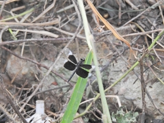 Neurothemis tullia