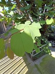 Bauhinia