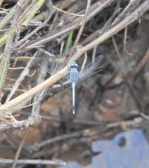 Diplacodes trivialis