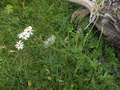 Tanacetum corymbosum