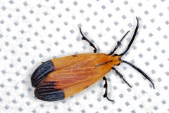 Correbidia elegans