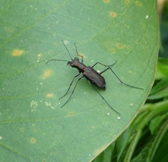 Odontocheila chrysis