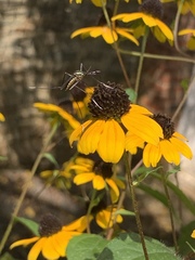 Toxorhynchites rutilus septentrionalis