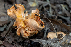 Cantharellus velutinus