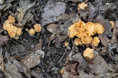 Cantharellus velutinus