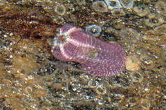 Aulactinia verrucosa