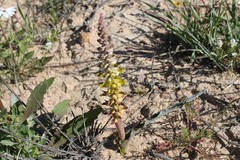 Lachenalia ventricosa