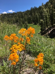 Erysimum capitatum capitatum