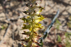 Lachenalia ventricosa