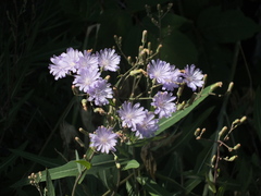 Lactuca tatarica