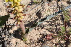 Lachenalia ventricosa