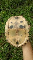 Cuora amboinensis kamaroma