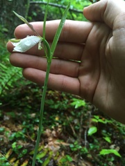 Cleistesiopsis bifaria