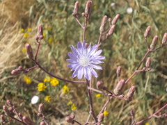 Lactuca tatarica