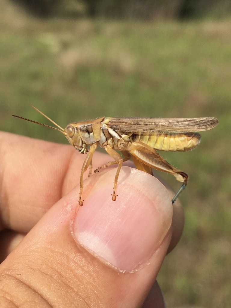Blue-legged Locust